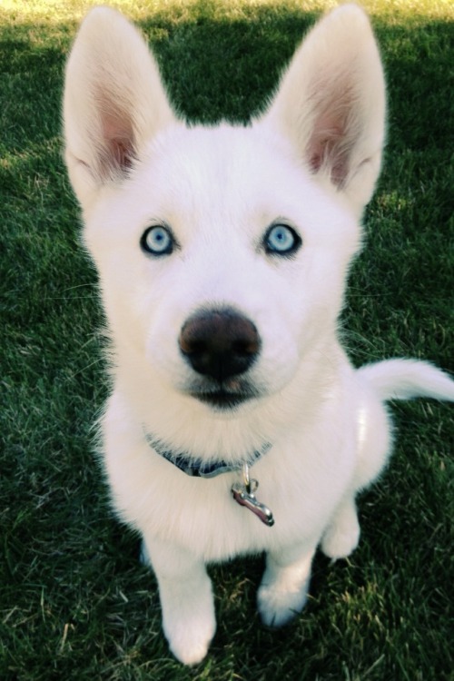 handsomedogs:

Zima the husky, at 3 months old. She’s a diva.
