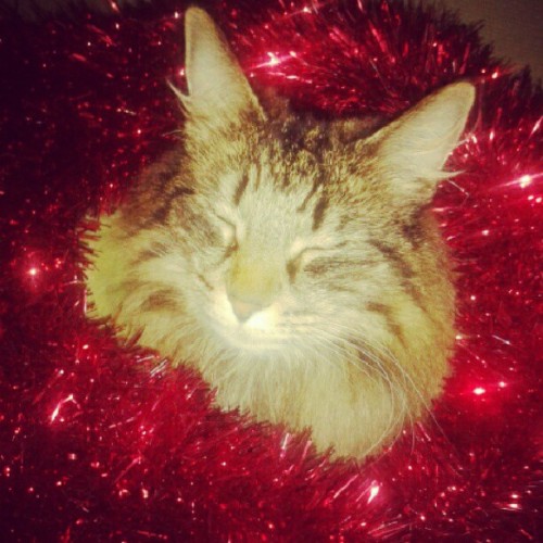My baby got christmas feeling :) &lt;3 #cute #cat #Ariel #christmas #red #glitter