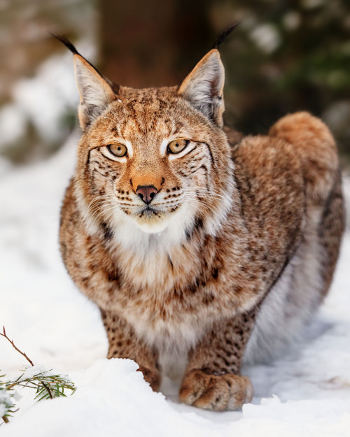 phototoartguy:

Lynx (by Naturfotografie - Stefan Betz)
