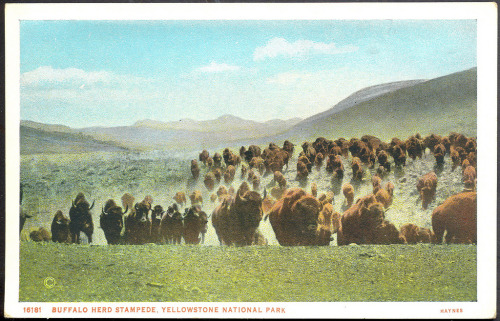 Vintage postcard depicting buffalo stampede