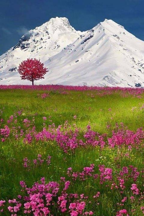 Spring, The Alps, Switzerland