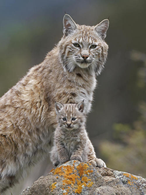 beautiful-wildlife:

Bobcat Mother and Kitten, North America by Tim Fitzharris
