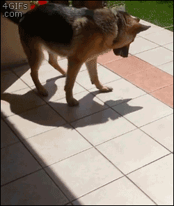 Dog tries to play with shadow [video]