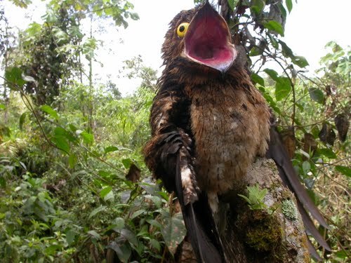 (via Have you ever seen a Potoo? Well, get ready! - Imgur)