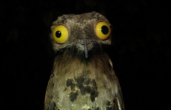 (via Have you ever seen a Potoo? Well, get ready! - Imgur)