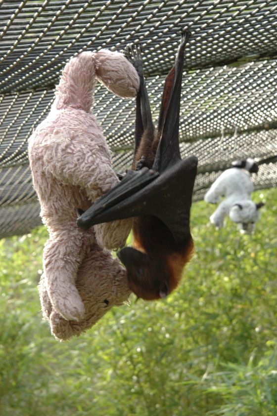 (via It’s Batty How Cute This Little Guy Is - Neatorama)