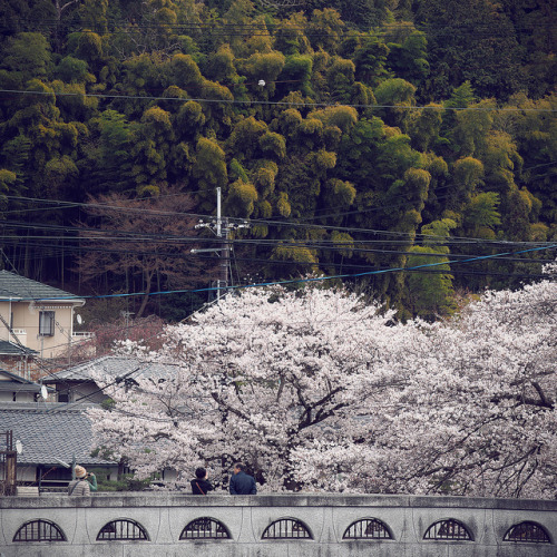 ochabang:

Awesome cherry blossom by ルーク.チャン.チャン on Flickr.
