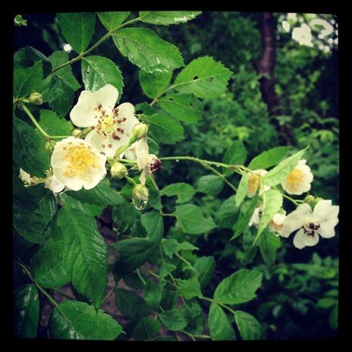 Wild roses (at Stage Fort Park)