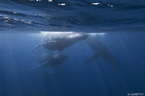 deepblueseawhales:

Baleines (by Réunion Underwater Photography)
