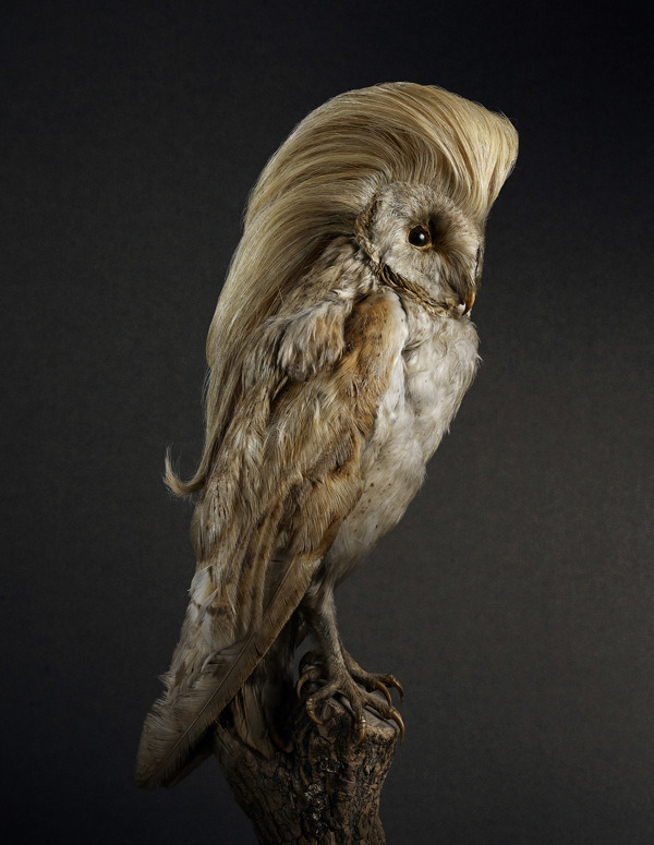 (via Funny Portraits of Birds with Luscious Heads of Hair - My Modern Metropolis)
