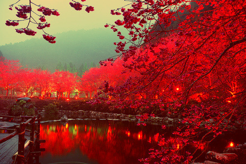 japanese scenery #lights #japanese #red #trees #scenery #japan #asia