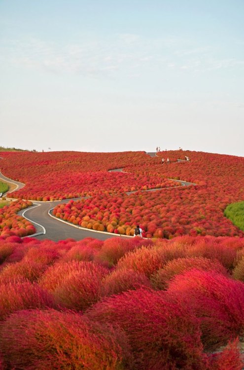 "Hitachi Seaside Park, located in Hitachinaka, Ibaraki prefecture, Japan, next to the Ajigaura Beach, is a flower park and a popular tourist destination. The park covers an area of 3.5 hectares and the flowers are amazing all year round." Source