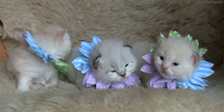 kawaii cats kittens cute gifs cat gifs kitten gifs kawaii blog