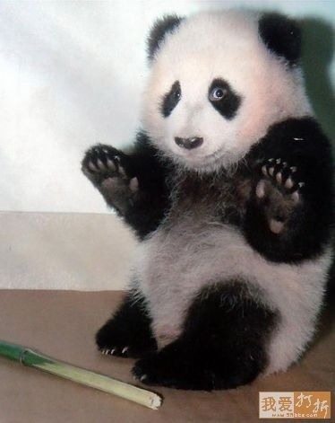 (via A Day In The Life Of A Young Professional Panda)