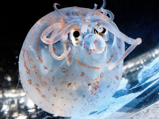 The piglet squid would seem to suggest that evolution&#8217;s medications are working. Possibly a little too well.