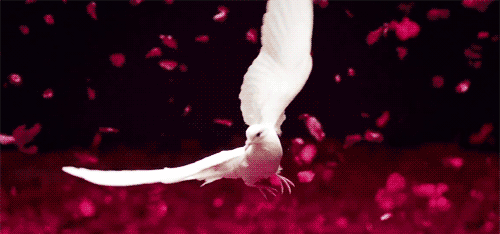 zoegem-heartofanangel:  On wings of a dove she soars  #sixwordsplusone ©{zb}   souloftheroseurluv  ༺ ॐ A Sensual, Spiritual and Sophisticated blog ॐ ༻