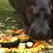 Sol (der), un hipopótamo de tres años de edad y su madre Carlota, comen un pastel vegetariano de cumpleaños de en el zoológico “Parque de Las Leyendas” en Lima , hoy 20 de septiembre de 2013. El zoológico de Lima organizó una fiesta de cumpleaños para el Sol, que es el segundo descendiente de Carlota en nacer fuera de su entorno natural. (REUTERS / Enrique Castro-Mendivil)