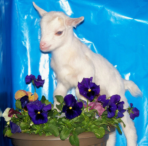 Goat on a flower pot.  A weed is but an unloved flower, but goats will stand on both. 