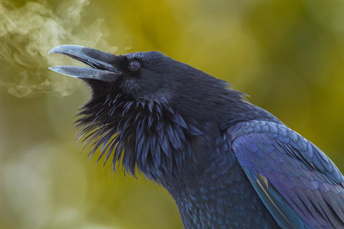earthandanimals:

Raven’s breath.
Photo by Junctionbutte
