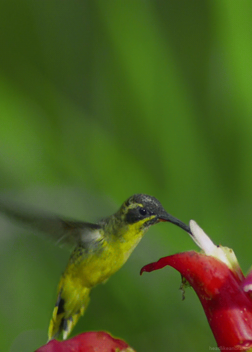 A tawny-bellied hermit (Untamed Americas - NGC)
