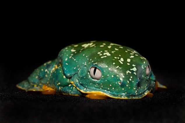 (via Beautifully vivid portraits of rare and exotic Ecuadorian frogs [12 pictures] - 22 Words)