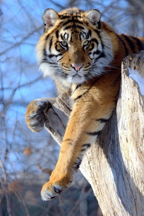Тигры (4 фото)