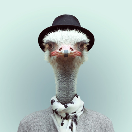 OSTRICH by Yago Partal for ZOO PORTRAITS