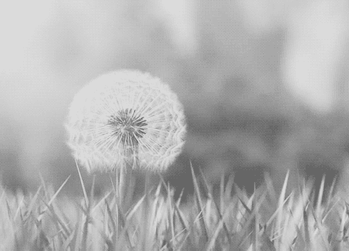gif love gifs cute Black and White depressed depression suicide beautiful hippie hipster vintage alone boho indie paradise Grunge flower nature Alternative hippy dandelion blowing pale native instant bliss bnw softgrunge hippylife 