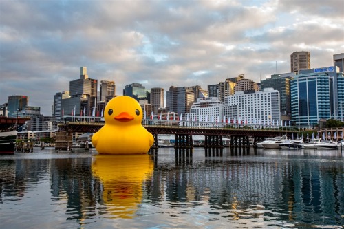 A giant rubber duck in Sydney Harbour