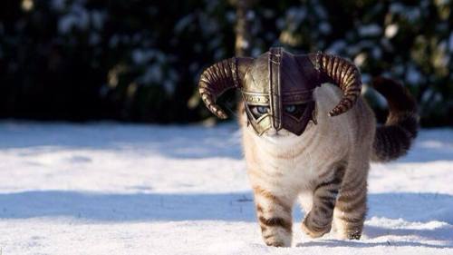 kitty cat cute kawaii cats Skyrim meow yeah fus ro dah nord viking hell yeah khajiit 