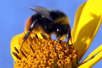 (How Japanese honeybees switch to &#8216;hot defensive bee &#8230; | Science Newsから)