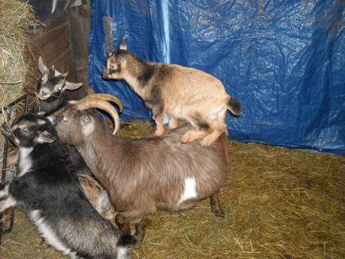 Baby goat on a goat.  When there is nothing else, goats will provide.  