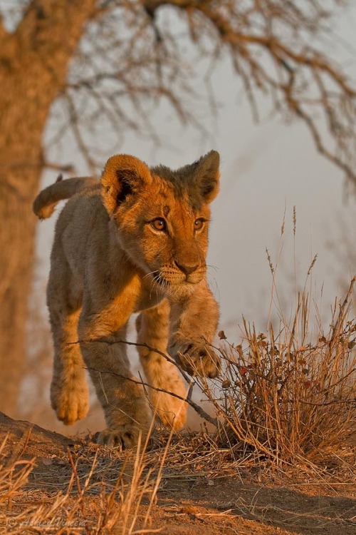 phototoartguy:

Footloose by Ashley Vincent.
“An orphaned four month old male Lion cub at The Big Cat Reserve (Limpopo, South Africa) frolicking around on an early morning walkabout.”
Thank You, Ashley!
.natureimpressions   
Source: 500px.com
