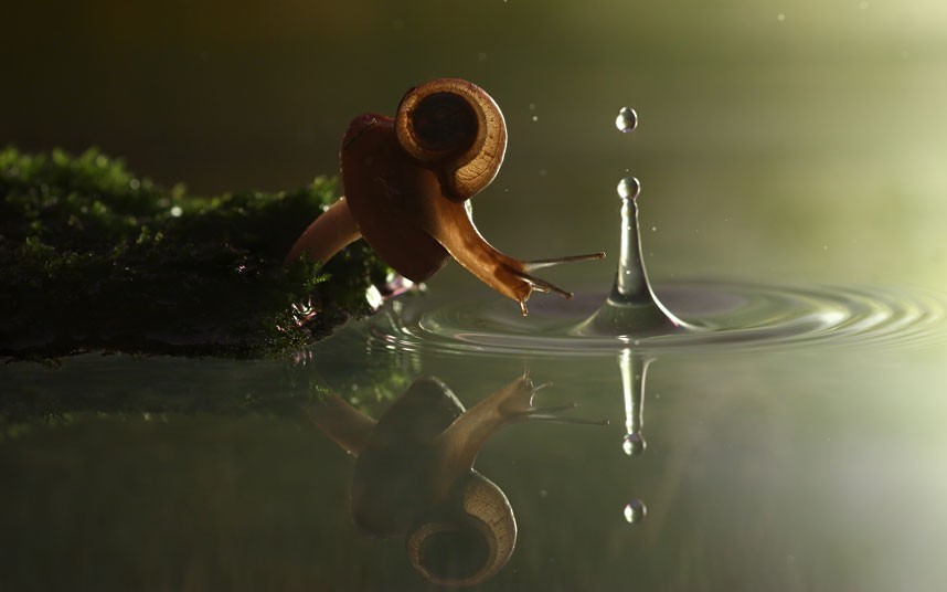 Balancing the Water Vadim Trunov’s macro photos of snails (and other insects) in watery worlds are pretty stunning. Actually, they are totally stunning. Check out a slideshow here. They remind me of why snails are found around water so much, and the simple chemistry of killing them with salt. Terrestrial snails (and slugs) are descended from aquatic creatures, all in the gastropod family. Although they have adapted to life outside of the water, they require a coating of mucus all over their exposed tissues to keep their soft tissues from drying out in the air. This water must constantly be resupplied from their environment, be it dew or a puddle.  When you pour salt on a snail or slug, you start an avalanche of osmosis, with water from inside the snail’s cells rushing out to try and balance the salt concentration inside and out. It dries up like a pickle. A murderous chemistry, no? Although if you salt them after they’re cooked, maybe with butter … they’re delicious. (sketch via Janet Stemwedel)