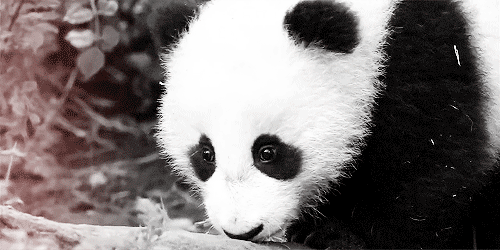 gif animals Panda animal bear Pandas baby panda panda bear