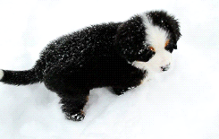 stupidst0ned:

snowycub:

I’m having a horrible day, and when I saw this little puppy, I smiled
So here, have a little Bernese mountain dog puppy dog that is playing in the snow on your dash

HOW CAN THERE BE SADNESS IN THE WORLD WITH PUPPIES LIKE THIS.
