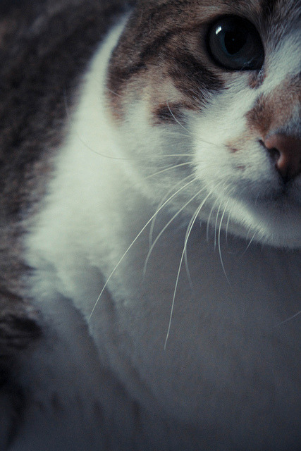 Pug Juin 02 on Flickr.Une autre photo de mon chat, Pug.