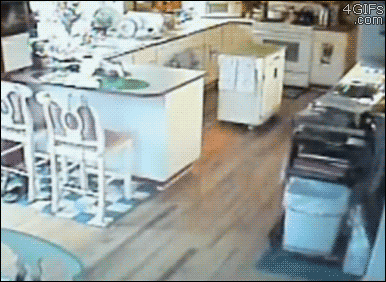 4gifs : Cat 's reaction to earthquake