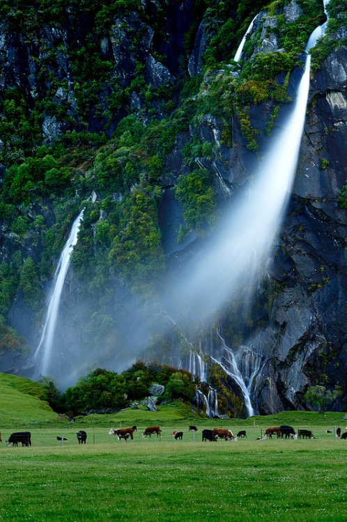 Cattlefalls - New Zealand (by Sud)