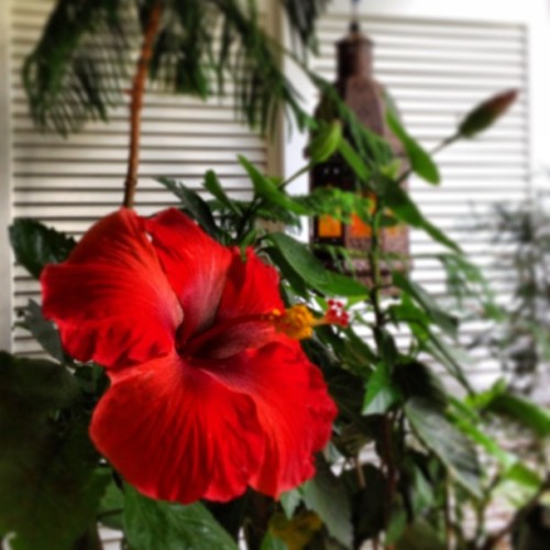 #goodmorning! #beautiful #hibiscus #love #balcony #decor