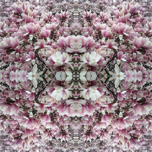 A magnolia tree in Central Park, kaleidoscoped. Spring times four.