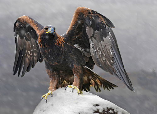 
Golden Eagle By Ronald Coulter
