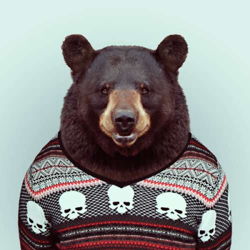 BEAR by Yago Partal for ZOO PORTRAITS