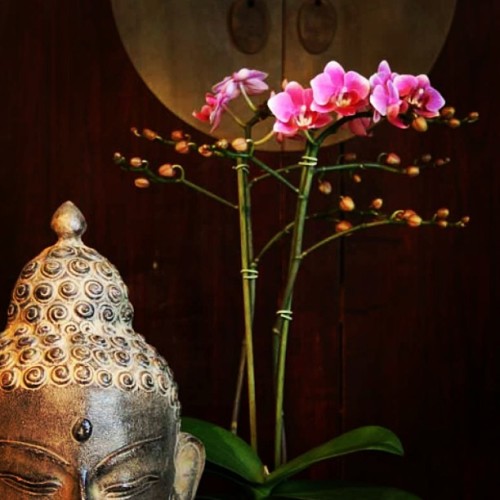 #buddha #orchid #zen  #instapictures #instaframes #photo