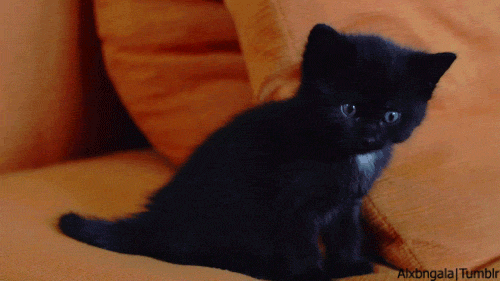 Image result for black cat gif