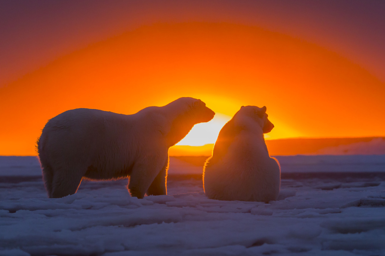 Polar Bears - In the sunset.  (Caters News/Sylvain Cordier)