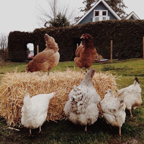 Babies excited for a new bale of straw today #vscocam #chickens #farm