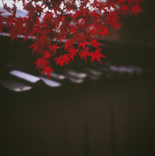 Red momiji by yocca on Flickr.