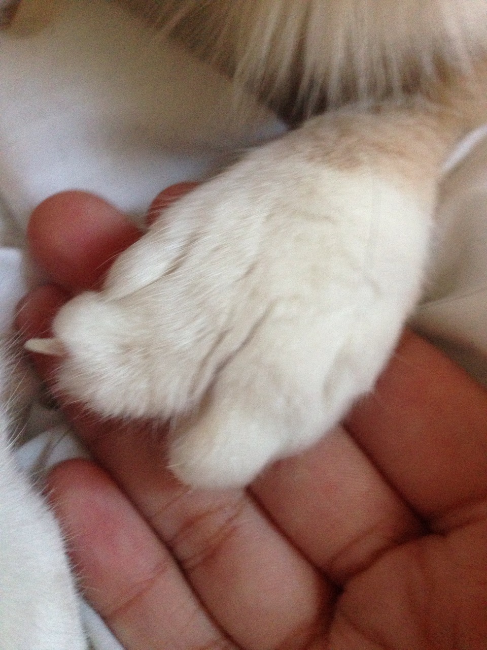 Dislocated nail/paw? Cat Forum Cat Discussion Forums