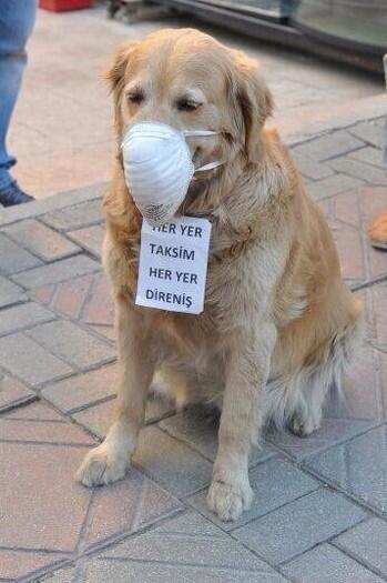 A dog wears a  medical mask and a sign that says “Taksim is Everywhere, Resistance is Everywhere”
